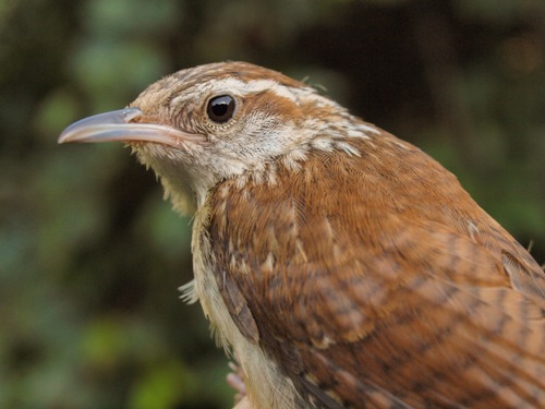 Carolina Wren