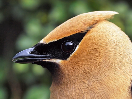 Cedar Waxwing