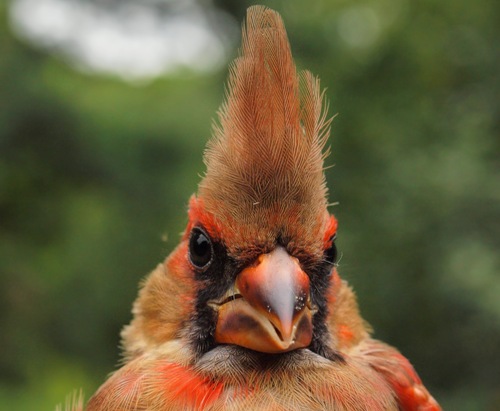 Northern Cardinal