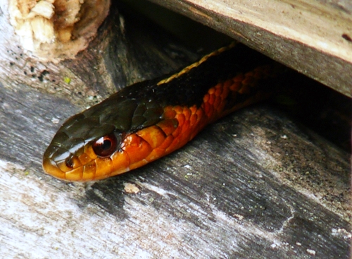 Garter snake