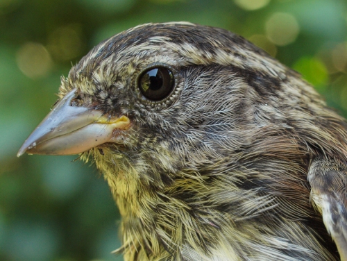 White-throated Sparrow