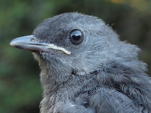 Gray Catbird