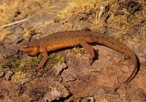 Red-spotted Newt