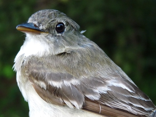 Traill's Flycatcher