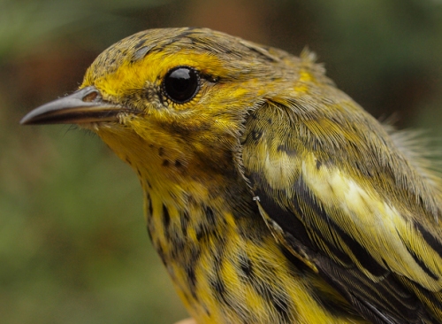 Cape May Warbler