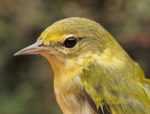 Tennessee Warbler