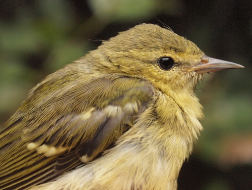 Tennessee Warbler