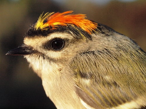 Golden-crowned Kinglet