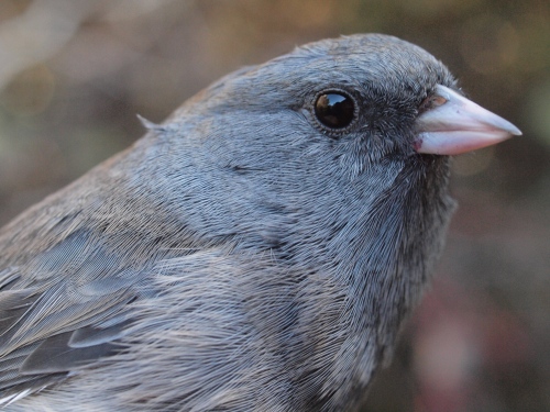 Slate-colored Junco