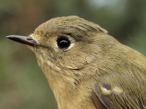 Ruby-crowned Kinglet