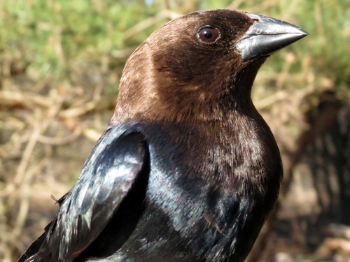 Brown-headed Cowbird