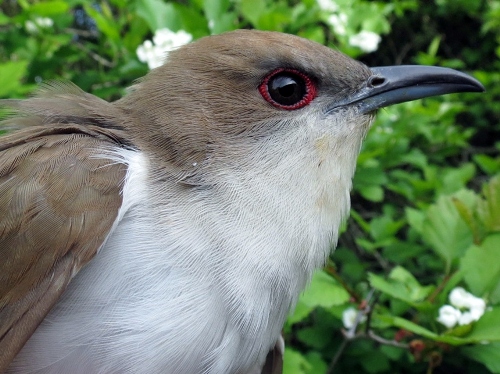 Black-billed Cuckoo