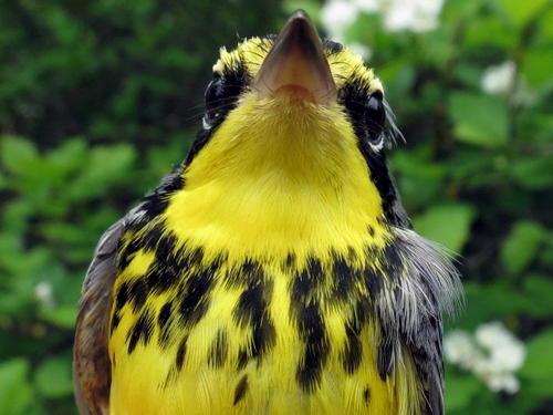 Canada Warbler