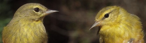 Orange-crowned and Tennessee Warblers