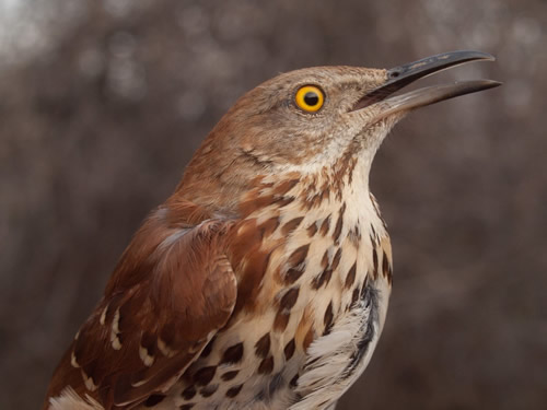 Brown Thrasher