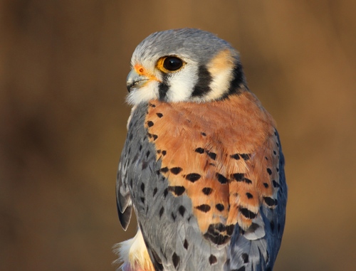 American Kestrel