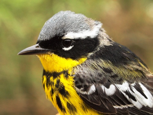 Magnolia Warbler