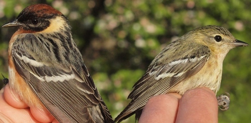 Bay-breasted Warblers