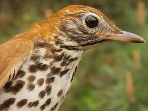 Wood Thrush