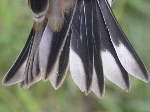 Bird Tail Shapes