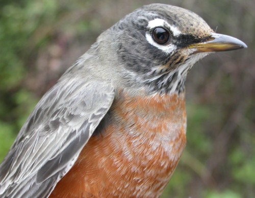 a typical ahy female 