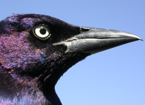 common grackle male. Male Common Grackles have