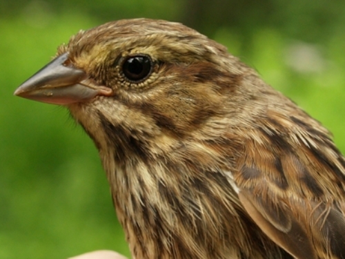 Migration Research Foundation - McGill Bird Observatory - Banding log ...