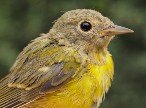 Nashville Warbler