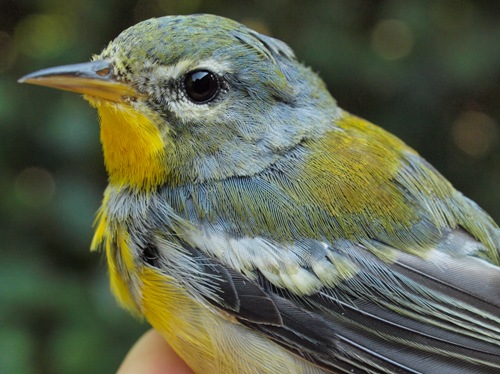 Northern Parula