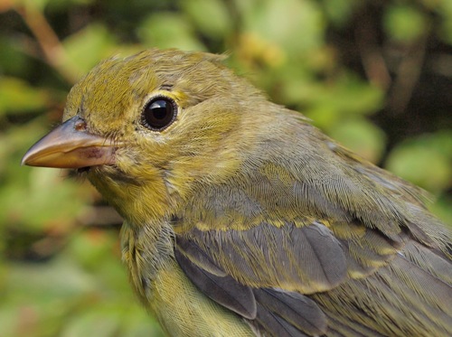 Scarlet Tanager