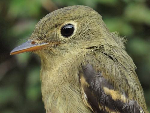 Yellow-bellied Flycatcher