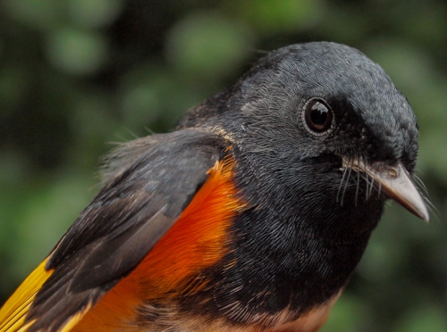 American Redstart