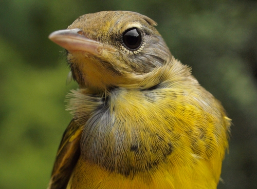 Mourning Warbler