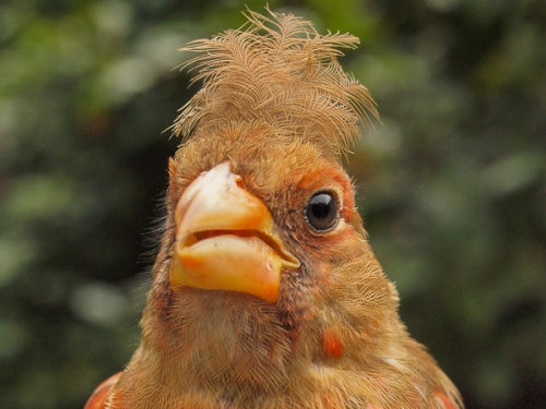 Northern Cardinal