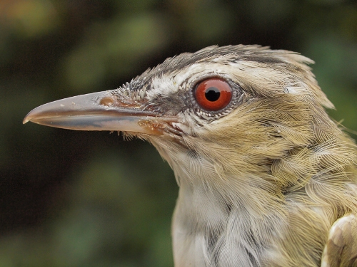 Red-eyed Vireo