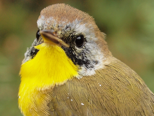 Common Yellowthroat