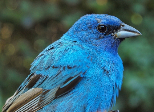 Indigo Bunting