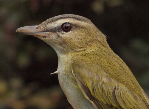 Red-eyed Vireo