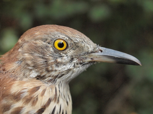 Brown Thrasher