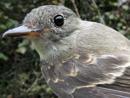 Eastern Wood-Pewee