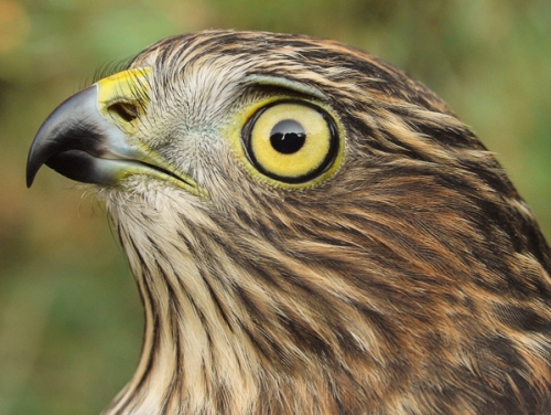 Sharp-shinned Hawk