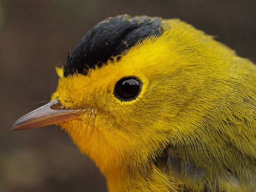 Wilson's Warbler