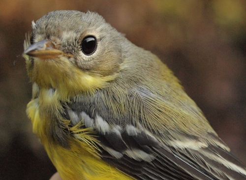 Magnolia Warbler