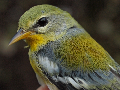 Northern Parula