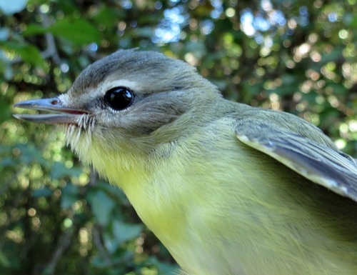 Philadelphia Vireo