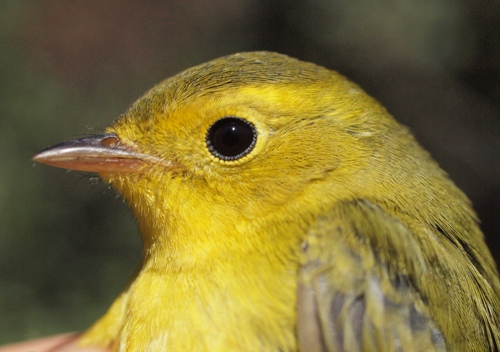 Wilson's Warbler