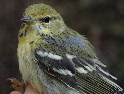 Blackpoll Warbler