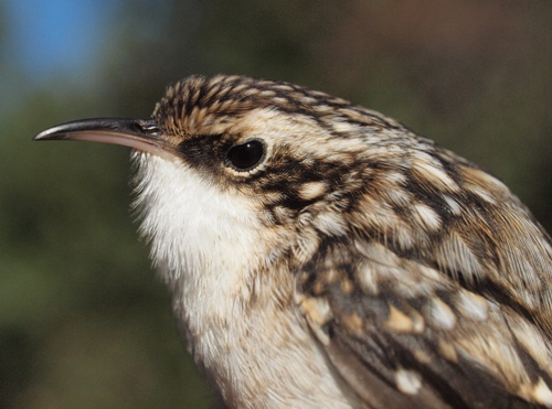 Brown Creeper