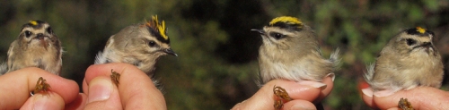 Golden-crowned Kinglets