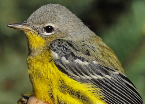 Magnolia Warbler